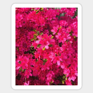 Bright pink springtime blooms Sticker